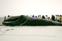 1st whale